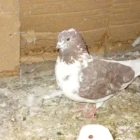 نر و ماده درجه یک دهن جور به فروش میرسد