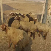 گوسفند میش بره|حیوانات مزرعه|سنندج, |دیوار