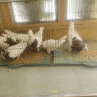 تعدادی کفتر