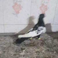 گوریه|پرنده|شوشتر, |دیوار