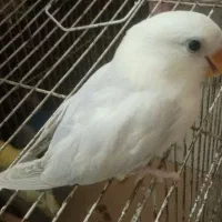 گمشده