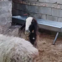 میش آبستن داشتی تمیز|حیوانات مزرعه|مرودشت, مختارآباد|دیوار