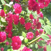 باغ|فروش خانه و ویلا|چناران, |دیوار