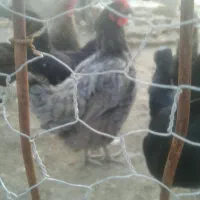 مرغ محلی جَوون