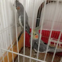 جفت عروس هلندی|پرنده|مشهد, جاهد شهر|دیوار