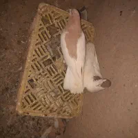 کبوتر پرشی