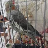 عروس هلندی