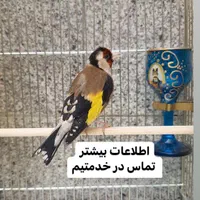 سهره قناری گلدین کبوتر کاسکو|پرنده|تهران, آبشار|دیوار