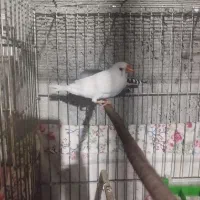 فنچ مولدومرغ عشق مولد|پرنده|زابل, |دیوار