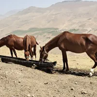 فروش سه راس نوزین با کره 6ماه ی مادیون