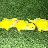 راهب لوتینو چشم شرابی