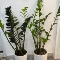 گل و گیاه طبیعی|گل و گیاه طبیعی|دزفول, |دیوار