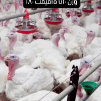 فروش بوقلمون گوشتی|حیوانات مزرعه|فیروزه, |دیوار