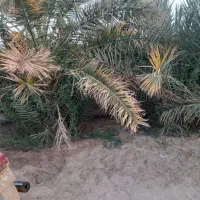 جونگ درخت حلیله ای ومضافتی فروش توافقی|گل و گیاه طبیعی|فهرج, |دیوار