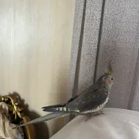 عروس هلندی ماده با سه تا جوجه ۵ ماهه|پرنده|ورامین, شهرک فجر|دیوار