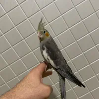 عروس هلندی نر دستی و باهوش و سخنگو با قفس|پرنده|تهران, جیحون|دیوار