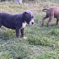 سگ آمریکن بولی|سگ|رودسر, |دیوار