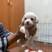 واگذاری سگ خانگی|سگ|تبریز, |دیوار