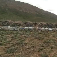 فروش زنبورعسل