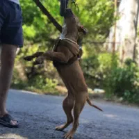 فروش سگ پیتبول ماده|سگ|املش, |دیوار