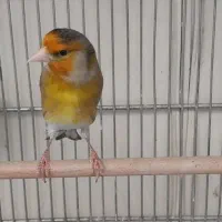 سهره قناری دهن لر