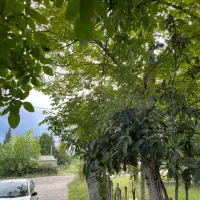 بنای کلنگی و ۳۱۰ متر زمین سند تک برگ شاندرمن زیبا|فروش زمین و ملک کلنگی|ماسال, |دیوار