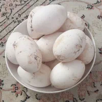 تخم غاز محلی نطفه دار