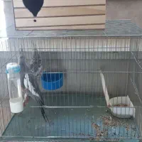 پرنده