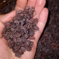 کشمش اعلا|خوردنی و آشامیدنی|بناب, |دیوار