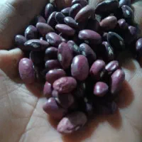 لوبیا قرمز