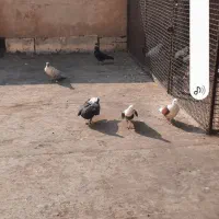 کفتر گرفتنی عالی