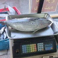 ماهی تازه|ماهی|جهرم, |دیوار