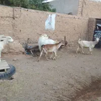 فروش بز سانن خانگی|حیوانات مزرعه|اصفهان, شهرستان|دیوار