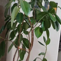درخچه فیکوس