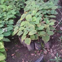 نهال کیوی تلخ