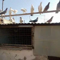 کبوتر|پرنده|ملارد, |دیوار
