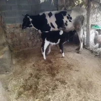 گاو هلشناین با گوساله نر