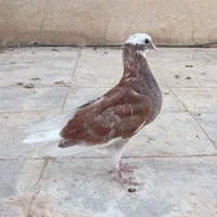 جوجه کبوتر شازده درجه یک