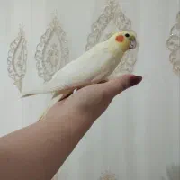 عروس هلندی پرحرف