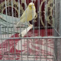 قناری ماده سوپر|پرنده|ابریشم, |دیوار