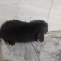 خرگوش|موش و خرگوش|کرمان, |دیوار