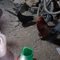 خروس و مرغ محلی و ایام سمانی