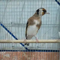 دو عدد سهره بلند و درشت جفتی در رزن|پرنده|رزن, |دیوار