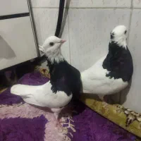 طوقی سیاه