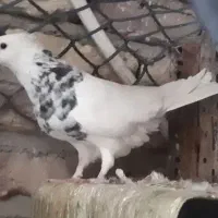 طوقی کلایی|پرنده|کرمان, |دیوار