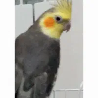 عروس هلندی گمشده