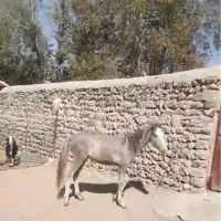 کره نریان کبود