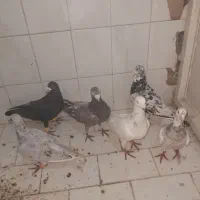 کفتر ،آس|حیوانات|تربت‌حیدریه, باغ سلطانی|دیوار