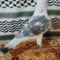 چند تا رنگی آس