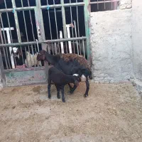 میش وبره|حیوانات مزرعه|بروجرد, |دیوار